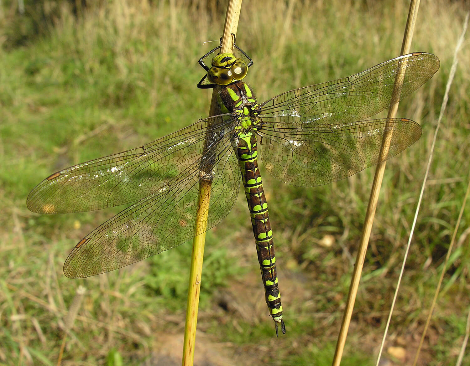 Female Aeshna cyanea by David Kitching